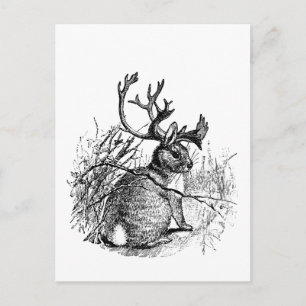 Carte Postale jackalope