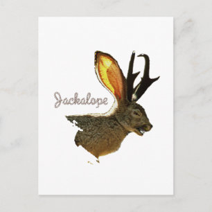 Carte Postale Jackalope