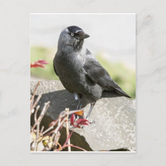 Carte Postale jackdaw.jpg