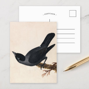 Carte Postale Jackdaw   William Lewin