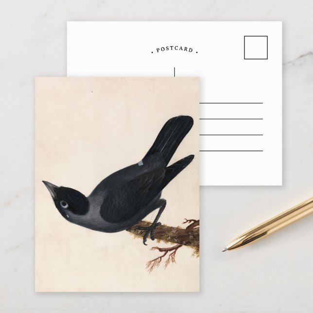 Carte Postale Jackdaw | William Lewin (Créateur téléchargé)
