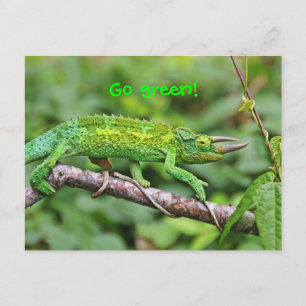 Carte Postale Jacksons Chameleon