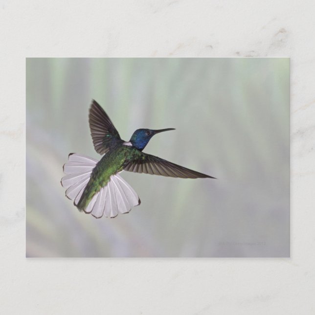 Carte Postale Jacobin à cou blanc Florisuga melivora Costa 2 (Devant)