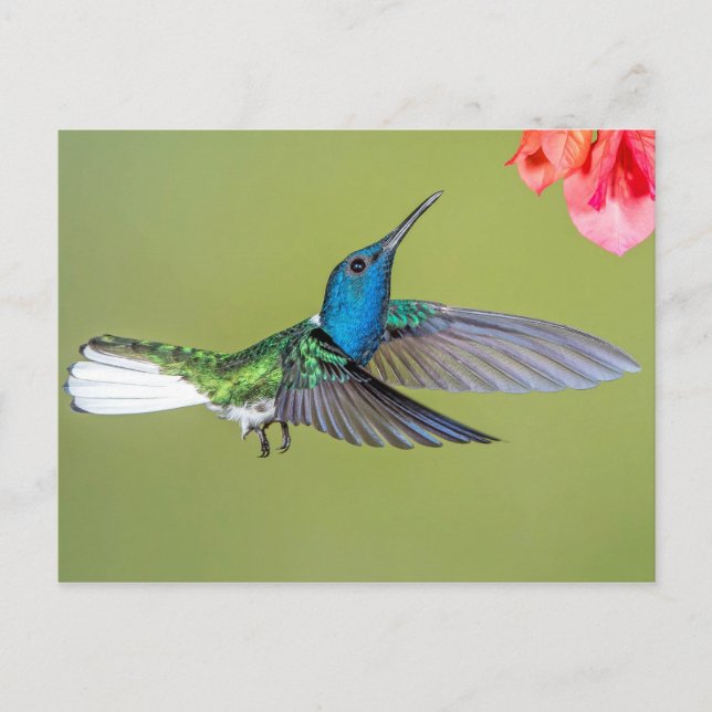 Carte Postale Jacobin Hummingbird en vol (Devant)