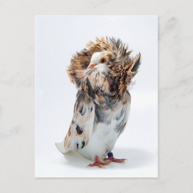 Carte Postale Jacobin Pigeon (Devant)