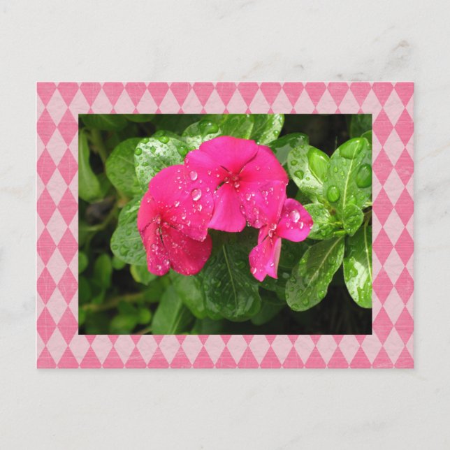 Carte postale Jacquard périphérique rose (Devant)