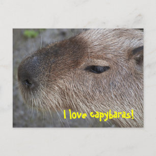 Carte Postale J'adore les capybaras