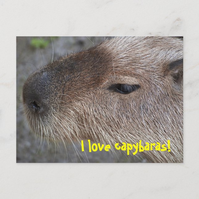 Carte Postale J'adore les capybaras (Devant)