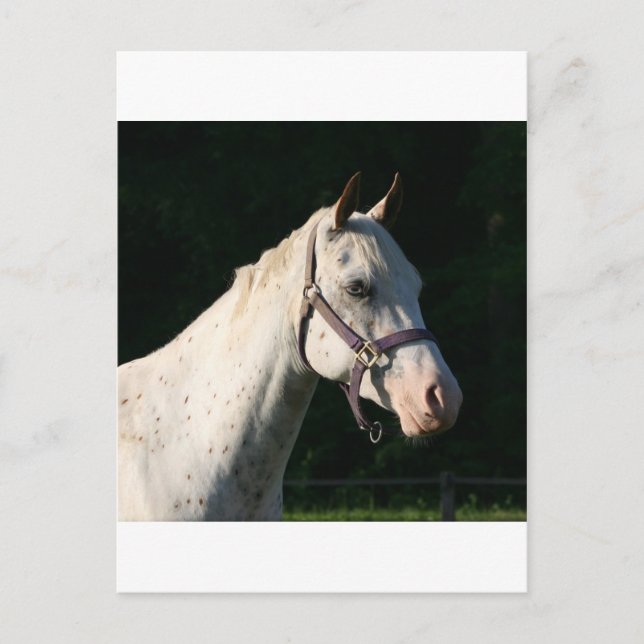 CARTE POSTALE J'ADORE LES CHEVAUX (Devant)