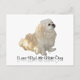 Carte Postale J'adore mon petit chien blanc - Épagneul Pékinois 