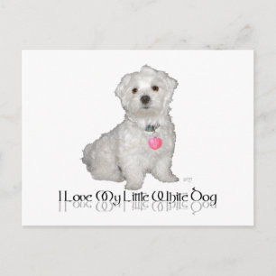 Carte Postale J'adore mon petit chien blanc - Maltese !