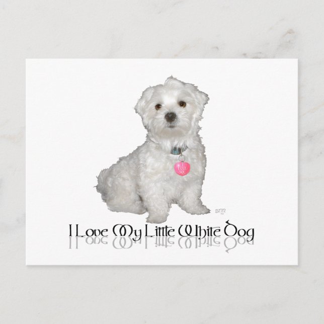 Carte Postale J'adore mon petit chien blanc - Maltese ! (Devant)