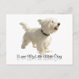 Carte Postale J'adore mon petit chien blanc - Westie
