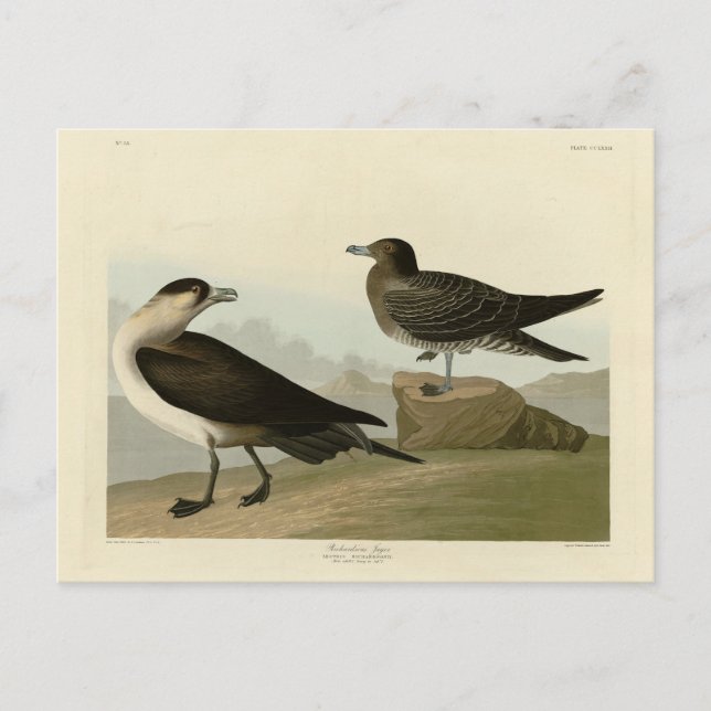 Carte Postale Jager de Richardson de Audubon's Birds of America (Devant)