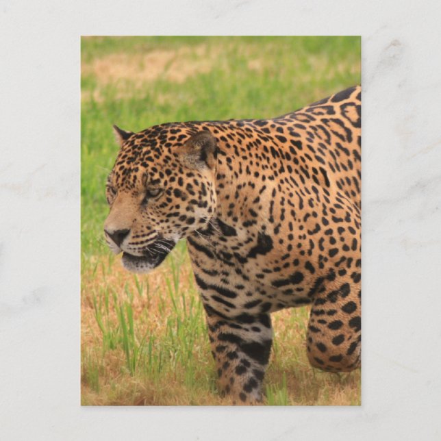 Carte postale Jaguar (Devant)