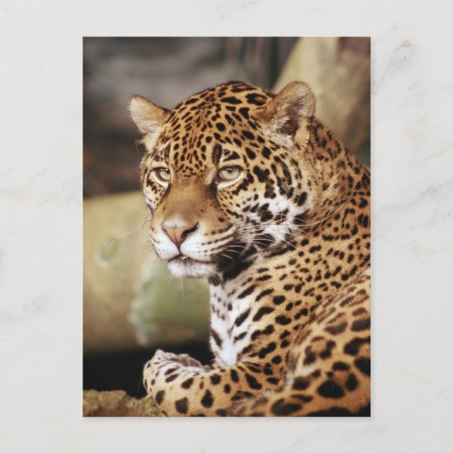 Carte postale Jaguar (Devant)