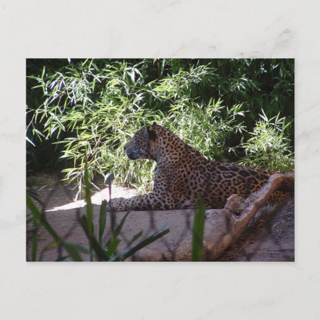 Carte postale Jaguar (Devant)