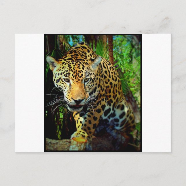 Carte Postale Jaguar (Devant)