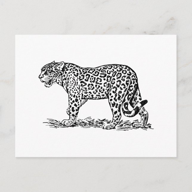 Carte Postale Jaguar (Devant)