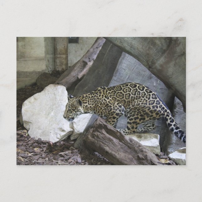 Carte Postale Jaguar # 10 (Devant)