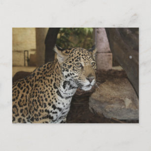 Carte Postale Jaguar # 11