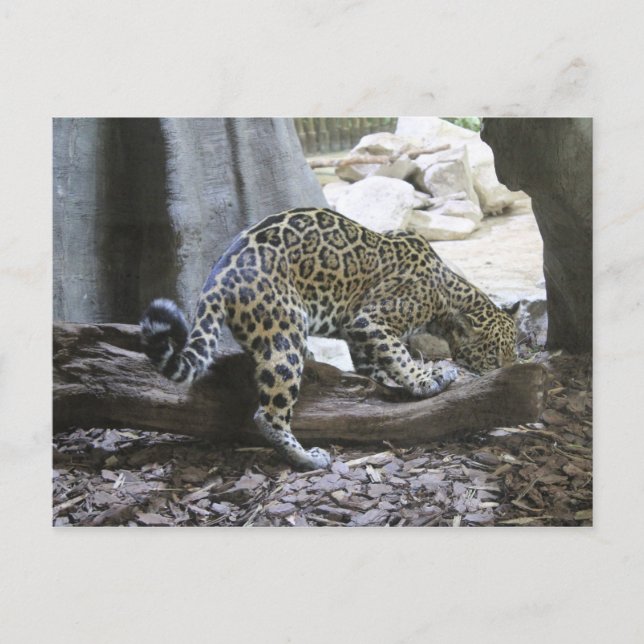 Carte Postale Jaguar # 18 (Devant)
