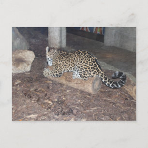 Carte Postale Jaguar # 25