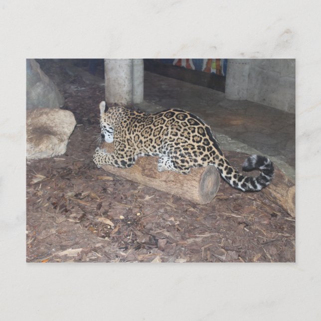 Carte Postale Jaguar # 25 (Devant)