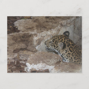 Carte Postale Jaguar # 29