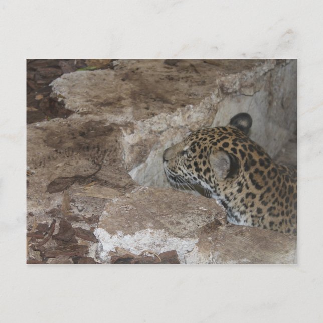Carte Postale Jaguar # 29 (Devant)
