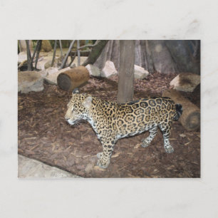 Carte Postale Jaguar # 3