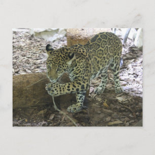 Carte Postale Jaguar # 30