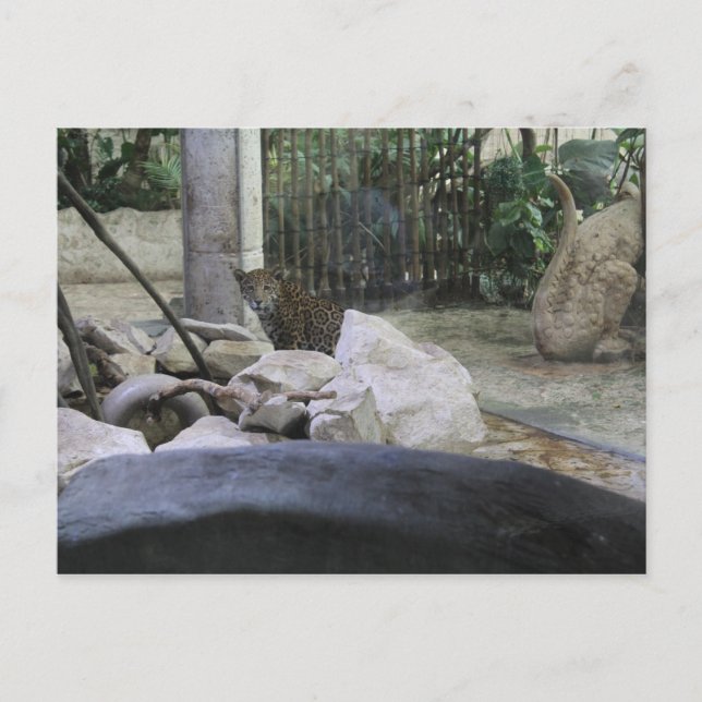 Carte Postale Jaguar # 35 (Devant)