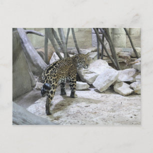 Carte Postale Jaguar # 44