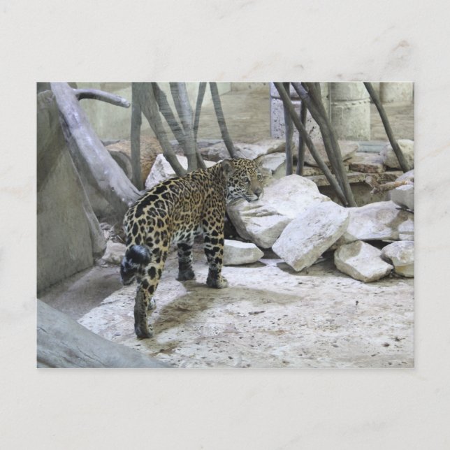 Carte Postale Jaguar # 44 (Devant)