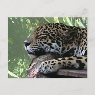 Carte Postale Jaguar de Floride dormant, fronton vert clair reto