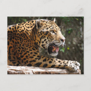 Carte Postale Jaguar III