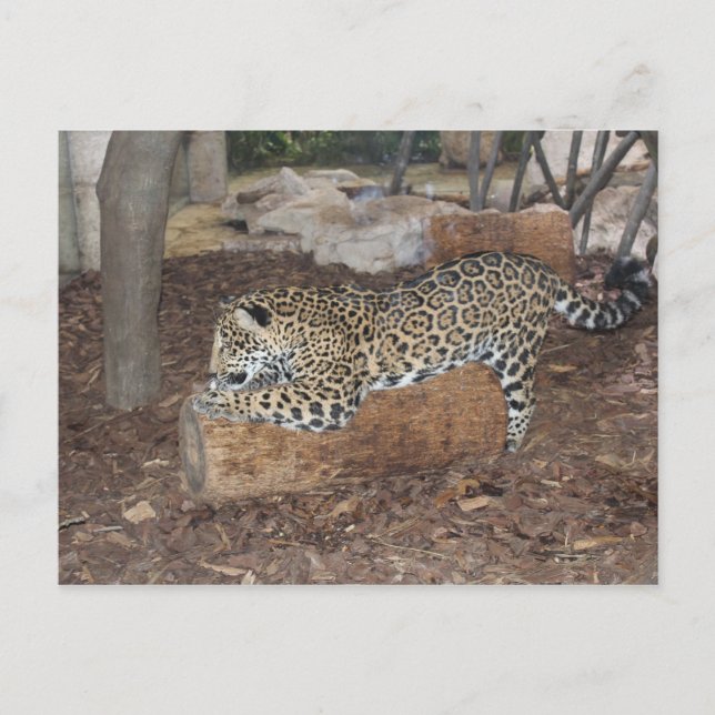 Carte Postale Jaguar n° 9 (Devant)