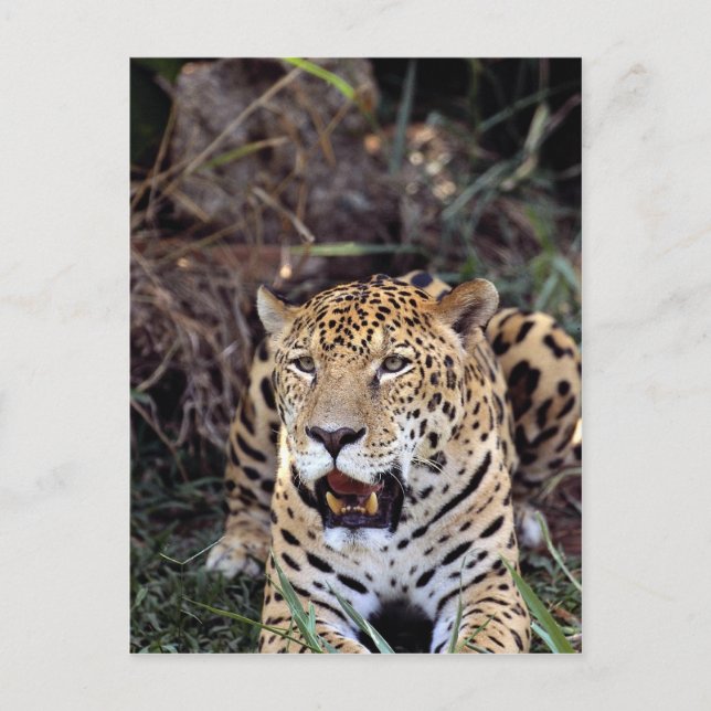 Carte Postale Jaguar (Panthera onca) (Devant)