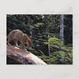 Carte Postale Jaguar (Panthera onca) dans l'arbre