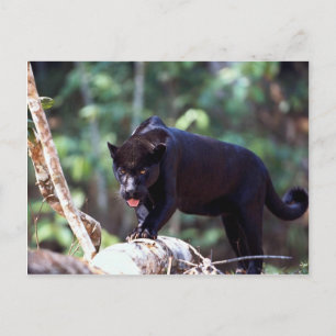 Carte Postale Jaguar, phase noire (Panthera onca)