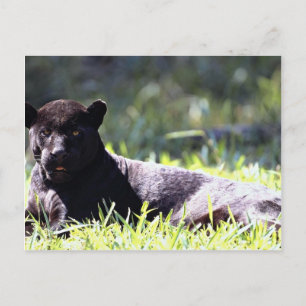 Carte Postale Jaguar, phase noire (Panthera onca)