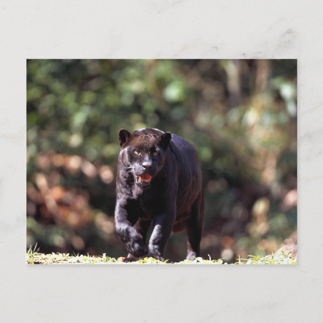 Carte Postale Jaguar, phase noire (Panthera onca) (Devant)