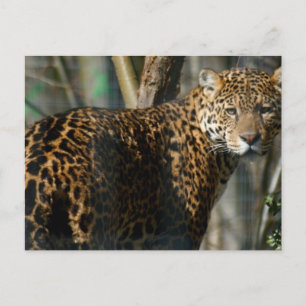 Carte postale Jaguar Photo
