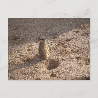 Carte Postale J'ai vu ça et pensé à toi !