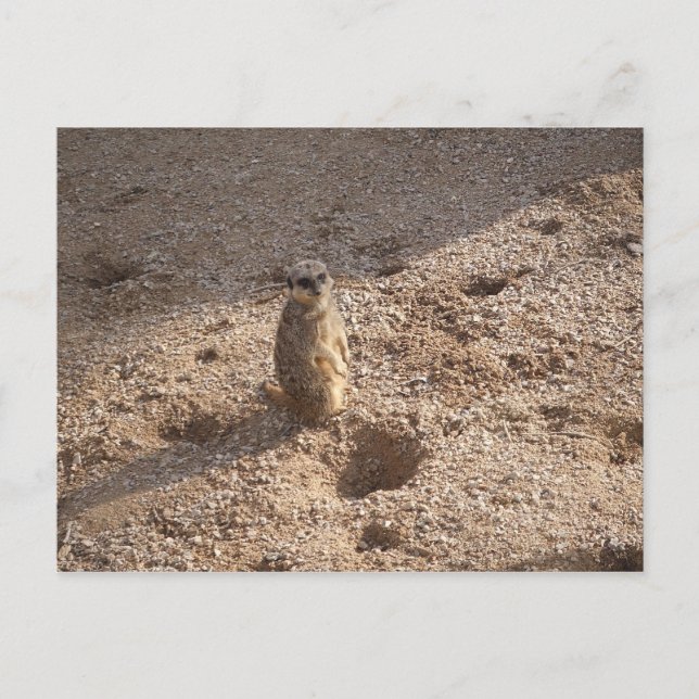 Carte Postale J'ai vu ça et pensé à toi ! (Devant)