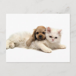 Carte Postale J'Ai Ya ! Un Chiot Écoute Sur Kitten