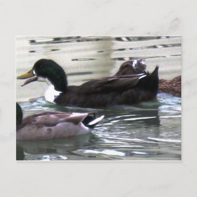 Carte Postale J'aime Canards (Devant)