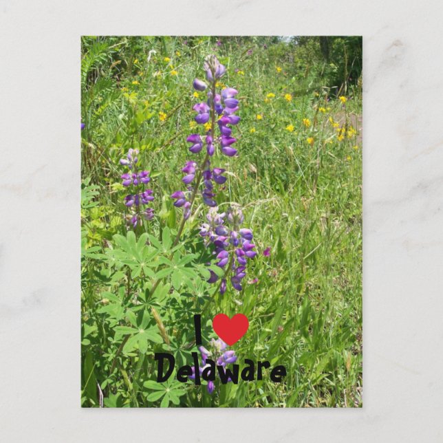 Carte Postale J'aime Delaware (Devant)