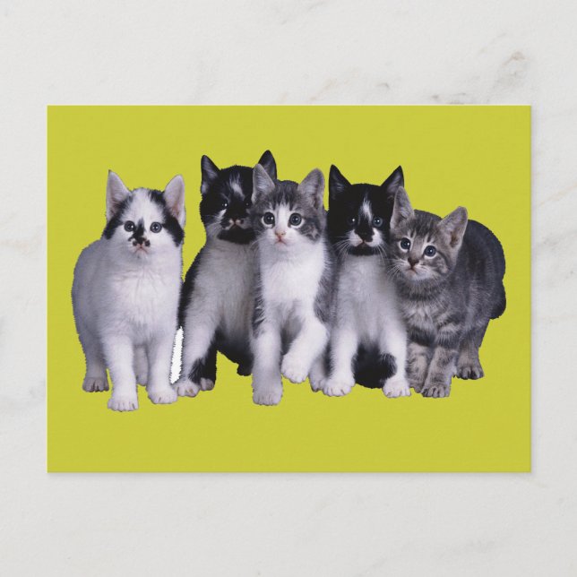 Carte Postale J'aime les chats de Junglewalk.com (Devant)